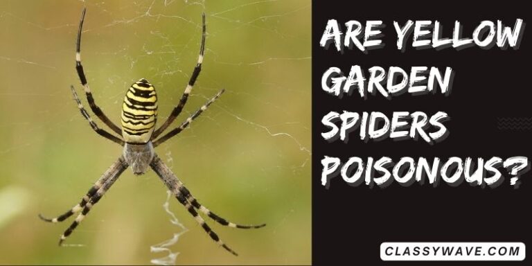 are yellow garden spiders poisonous? Potential Risks