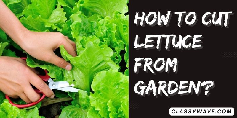 how-to-cut-lettuce-from-garden