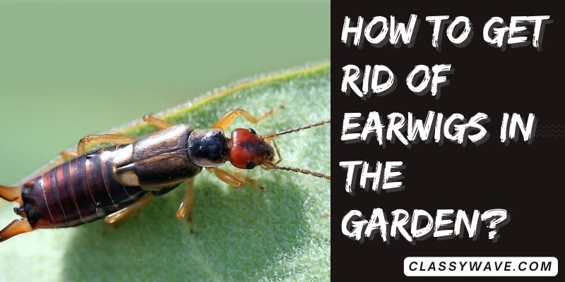 how-to-get-rid-of-earwigs-in-the-garde