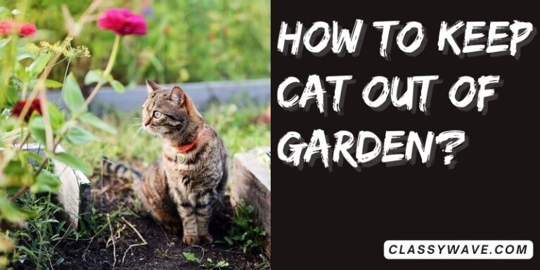 how to keep cat out of garden? Definitive Guide