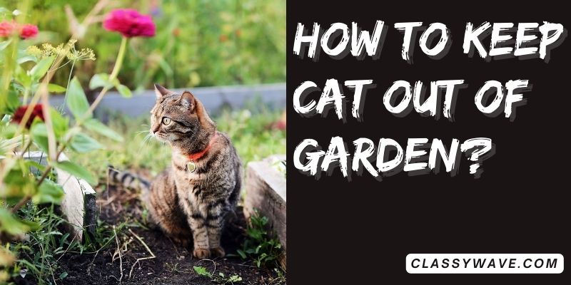 how-to-keep-cat-out-of-garden