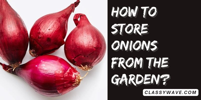 how-to-store-onions-from-the-garden