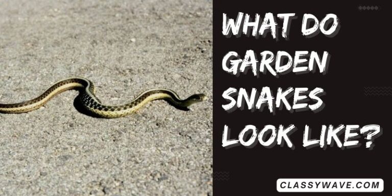 What do garden snakes look like? thinks to know