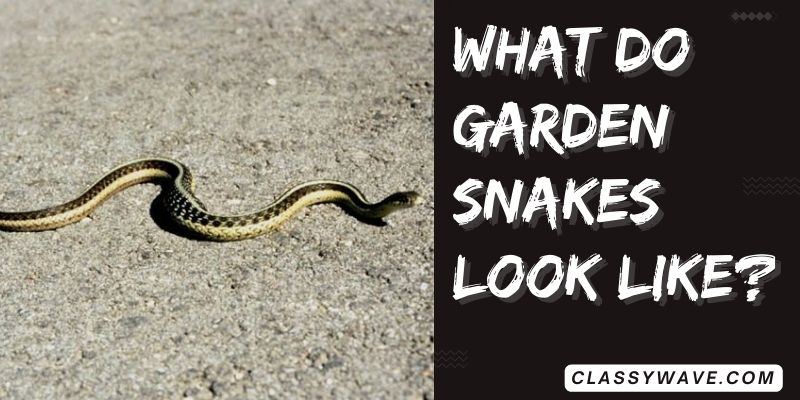 what-do-garden-snakes-look-like