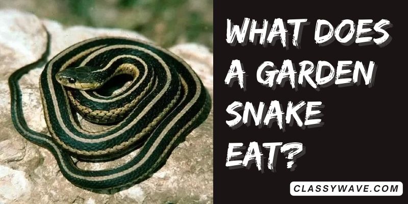 what-does-a-garden-snake-eat