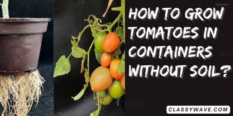 How to Grow Tomatoes in Containers Without Soil?