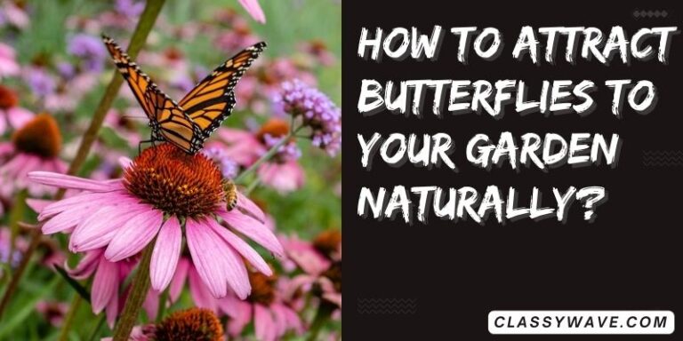 How to Attract Butterflies to Your Garden Naturally?