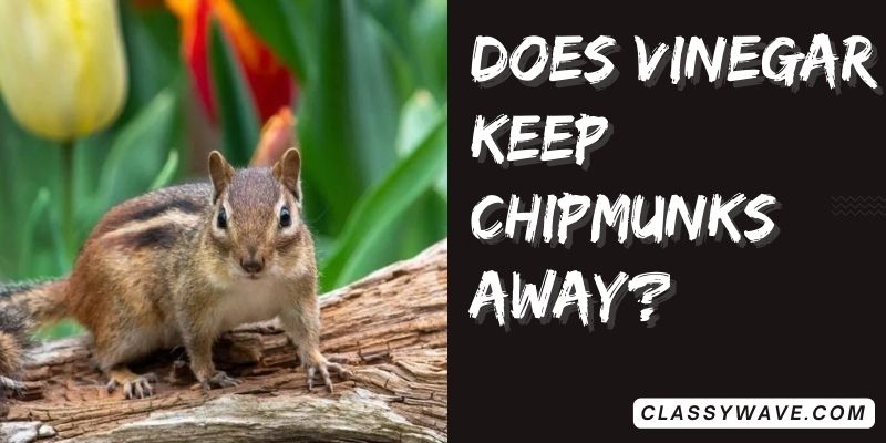 Does-vinegar-keep-chipmunks-away