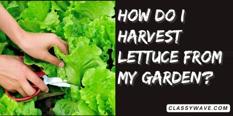 How do I harvest lettuce from my garden? A Beginner’s Guide