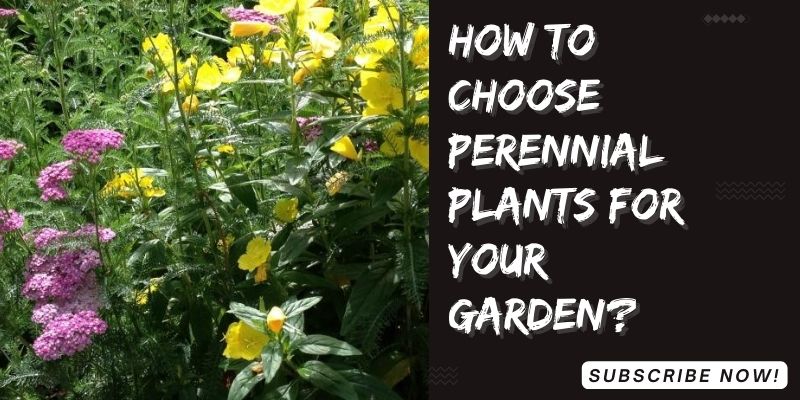 How-to-choose-perennial-plants-for-your-garden