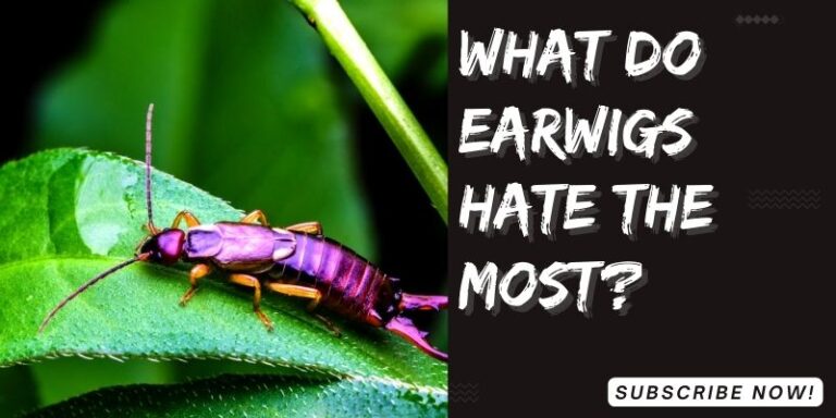 What do earwigs hate the most? Definitive Guide