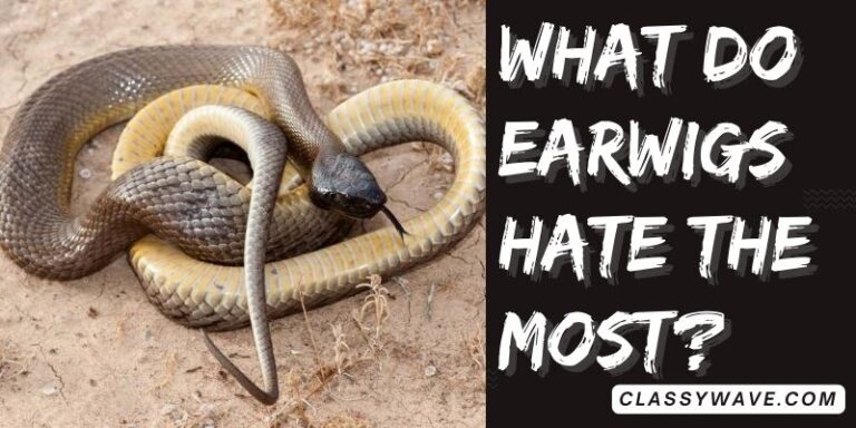 What to do if a snake chases you? Essential Safety Tips