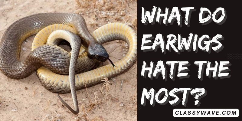 What-to-do-if-a-snake-chases-you