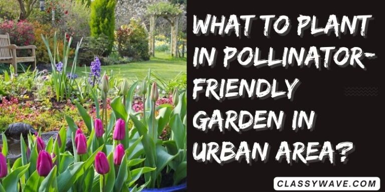 What to plant in pollinator-friendly garden in urban area?