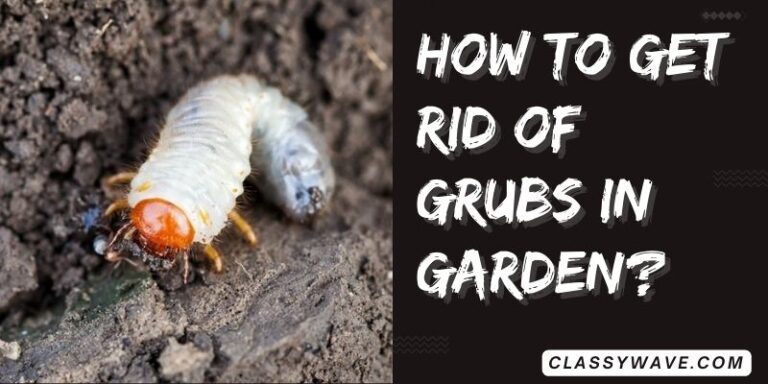 how to get rid of grubs in the garden? Effective Strategies