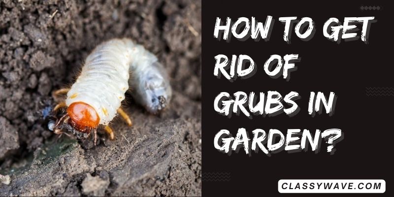 how to get rid of grubs in garden