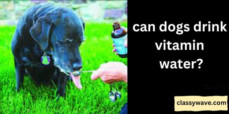 can dogs drink vitamin water? Understanding Canine