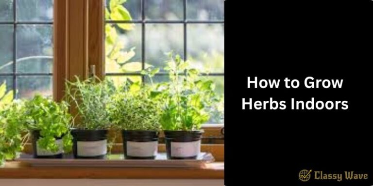 How to Grow Herbs Indoors | Classy wave