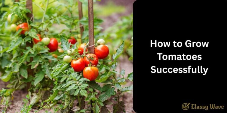 How to Grow Tomatoes Successfully | Classy Wave