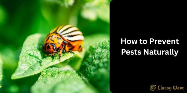 How to Prevent Pests Naturally | Classy Wave