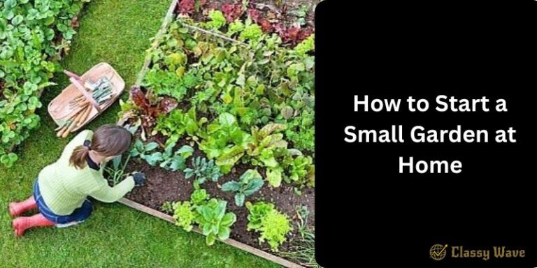 How to Start a Small Garden at Home | Classy wave