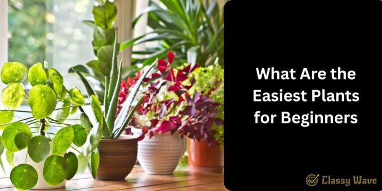 What Are the Easiest Plants for Beginners | Classy Wave