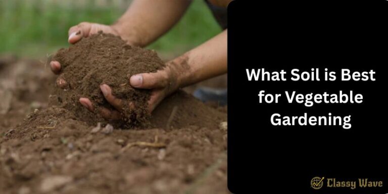What Soil is Best for Vegetable Gardening | Classy Wave