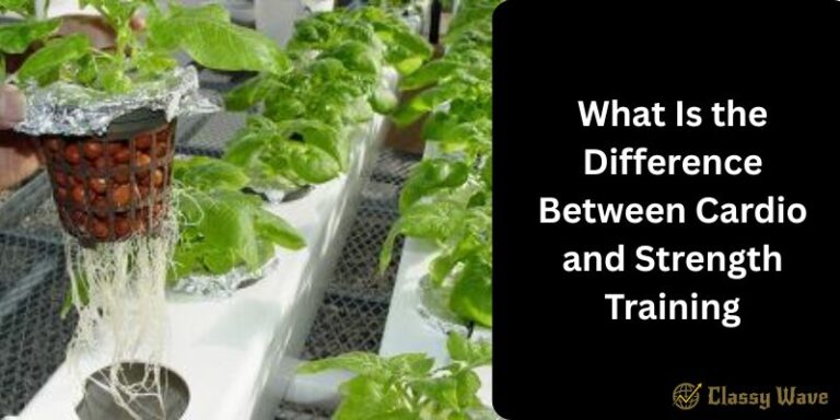 What is Hydroponic Gardening and How Does It Work | Classy Wave
