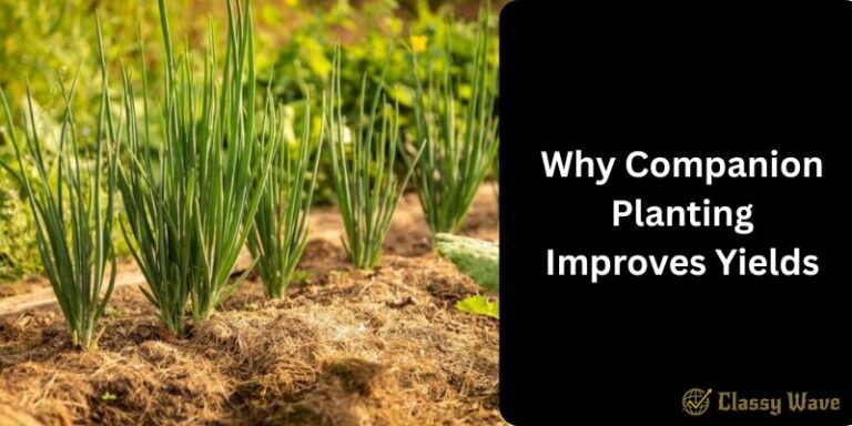 Why Companion Planting Improves Yields | Classy Wave