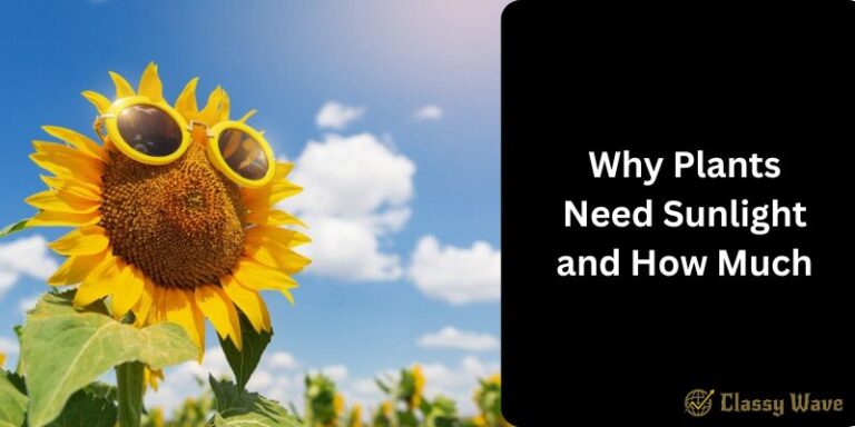 Why Plants Need Sunlight and How Much | Classy Wave