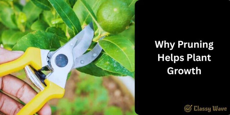 Why Pruning Helps Plant Growth | Classy Wave